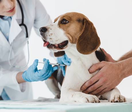 chien se fait vacciner chez le vétérinaire Cindy Semes
