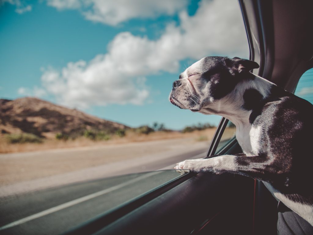 chien dans une voiture heureux voyage